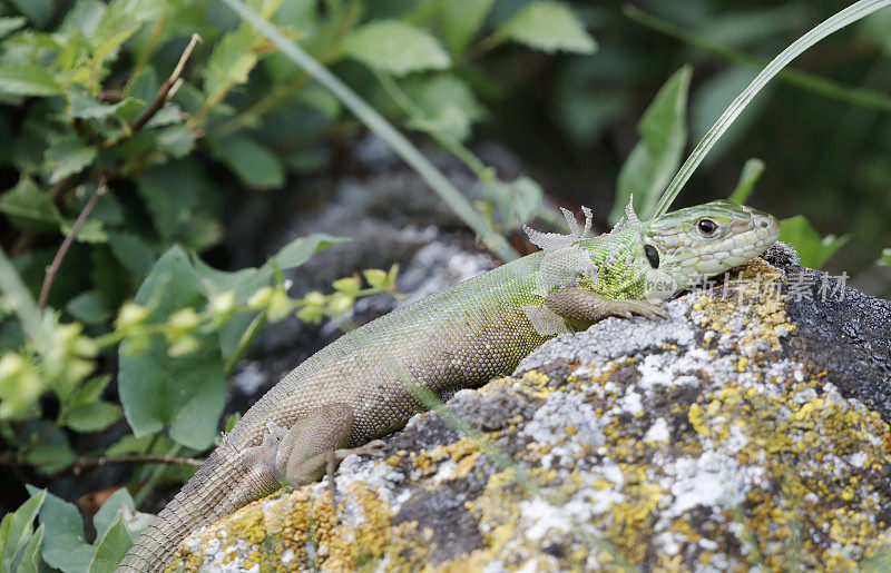 欧洲绿蜥蜴(Lacerta viridis)幼蜥蜴